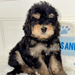 Rocket - Tri-color male Bernedoodle puppy in Beecher, Illinois from Erica’s Doodles