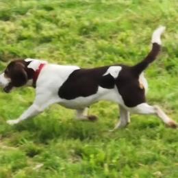 Bell - Beagle