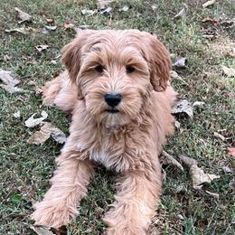 Purple Girl - Red  female Goldendoodle puppy in Richmond, Kentucky from The Doting Doodle