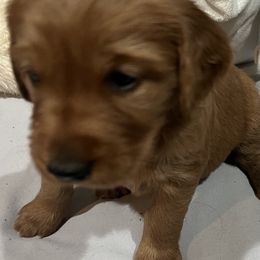 Girl 2 - Dark golden Golden Retriever puppy in Salem, Oregon from Baker’s Goldens