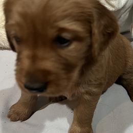 Girl 2 - Dark golden Golden Retriever puppy in Salem, Oregon from Baker’s Goldens