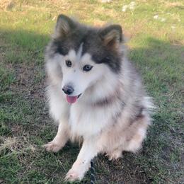 Merel - Pomsky