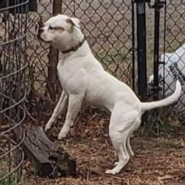 American Bulldogs and French Bulldogs from Bloody Creek Kennels