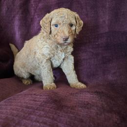 Amethyst - Red  female Goldendoodle puppy in Morriston, Florida from Florida's Joyful Goldendoodles
