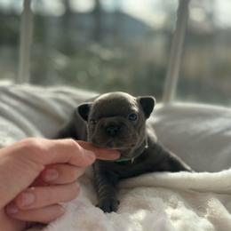Green collar - Blue female French Bulldog puppy in Salisbury, Maryland from 77 Frenchies Maryland