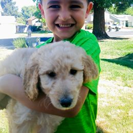 Goldendoodle Puppies from Americana Paws