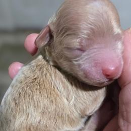 Kimber - Apricot female Poodle puppy in Lucedale, Mississippi from Simply Poodle