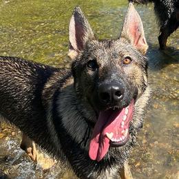 German Shepherds from Dakonic German Shepherds