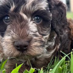 June Bug - Merle female Goldendoodle puppy in Afton, Oklahoma from C5 Doodles