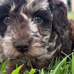 June Bug - Merle female Goldendoodle puppy in Afton, Oklahoma from C5 Doodles