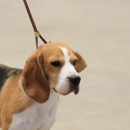Sunny - Beagle