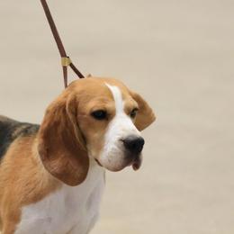 Sunny - Beagle
