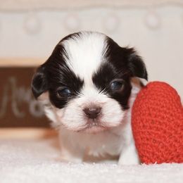 Shihpoo Puppies from 🧸 Teddies