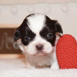 Shihpoo Puppies from 🧸 Teddies
