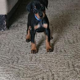 Phoenix - Black and rust female Doberman Pinscher puppy in Mount Orab, Ohio from Heyne Kennels