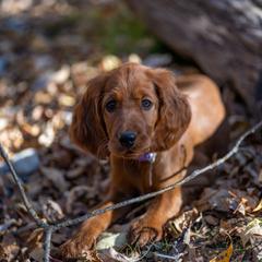 Irish Setter Puppies from Spring Creek Irish Setters