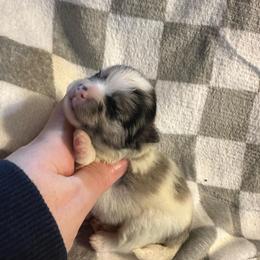 Armani - Blue merle male Pomeranian puppy in Waterloo, Indiana from Garcias Pomeranian