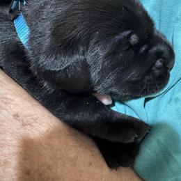 Girl 2 - Black female Labrador Retriever puppy in Conroe, Texas from XOM Retrievers