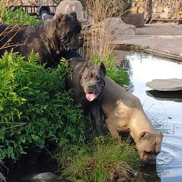 Cane Corso from Top Gun Kennels NM