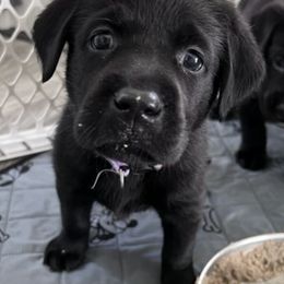 Labrador Retrievers from Seaside Labradors