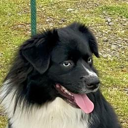 Ripley - Black & white male Miniature American Shepherd puppy in Damascus, Oregon from Rebel Soul Minis