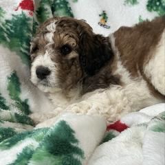 SOPHIE - Merle female Saint Berdoodle puppy in San Antonio, Texas from Mammoth Doodles