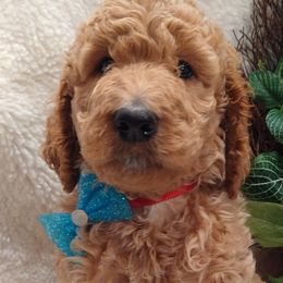 Elvis - Goldendoodle puppy in Plantation, Florida from BAJAdoodles