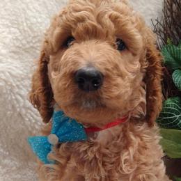 Elvis - Goldendoodle puppy in Plantation, Florida from BAJAdoodles