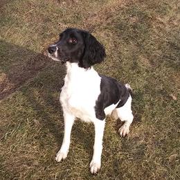 Shauna - English Springer Spaniel
