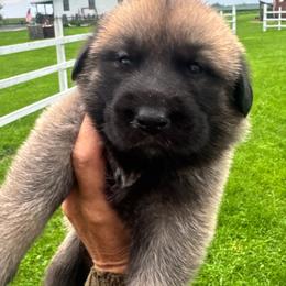 Girl 1 Dakota purple collar Sable - Fawn female Anatolian Pyrenees puppy in Clifton, Illinois from Mcginnis Guardian Dogs