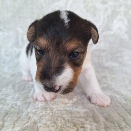 Boy 3 - White black and tan male Wire Fox Terrier puppy in Lancaster, Missouri from Missouri Meadows Farm