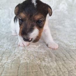 Boy 3 - White black and tan male Wire Fox Terrier puppy in Lancaster, Missouri from Missouri Meadows Farm