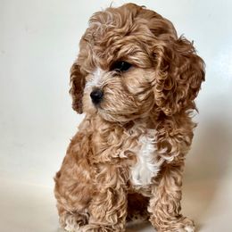 Midnight - Apricot male Cavapoo puppy in Vineyard, Utah from Pitter Patter Puppies