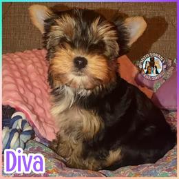 Diva - Black and tan female Yorkshire Terrier puppy in London, Kentucky from Soto Yorkies