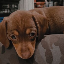 Dachshund Puppies from SouthernMama Doxies