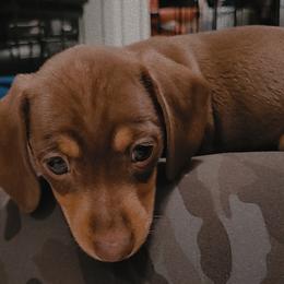 Dachshund Puppies from SouthernMama Doxies