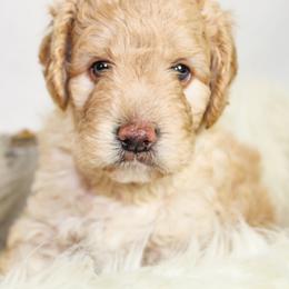 Australian Mountain Doodle, Bernedoodle, and Goldendoodle Puppies from Wynterwood Doodles