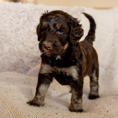 Bernedoodle, Goldendoodle, and Golden Mountain Doodle Puppies from Sonoran Standard Doodles