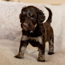 Bernedoodle, Goldendoodle, and Golden Mountain Doodle Puppies from Sonoran Standard Doodles