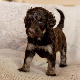 Bernedoodle, Goldendoodle, and Golden Mountain Doodle Puppies from Sonoran Standard Doodles