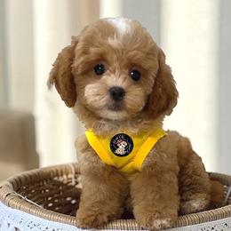 Companion Crosses, Maltese, Maltipoos, Poodles, and Shihpoos from GlamPaw Maltipoos
