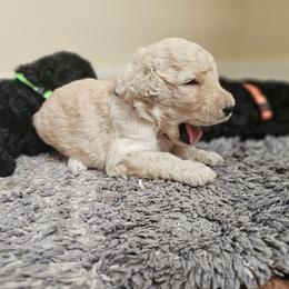 Poodle Puppies from Tommy Jones