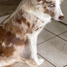Border Collies from Spot On Border Collies