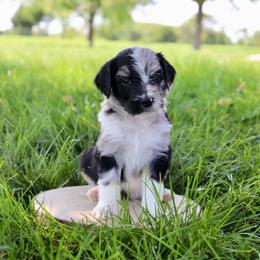 Tom Ford - Blue merle male Aussiedoodle puppy in Decatur, Illinois from Signature Doodles