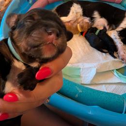 Sirius Black - Tri-color male Cavapoo puppy in Sunnyvale, Texas from Sunnytown Farm Cavapoos