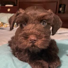 Rigatoni - Liver male Miniature Schnauzer puppy in Interlachen, Florida from Pam's Schnauzers