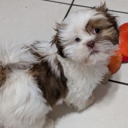 Boy 1 - Liver and white male Shih Tzu puppy in Orange Park, Florida from Sweetz Kennelz