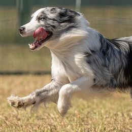 Australian Shepherds and Border Collies from Lightspeed Kennels