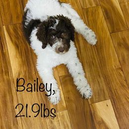 Bernedoodle and Goldendoodle All Grown Up from A.N.A. Doodles