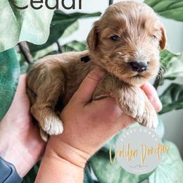 Cedar - Apricot male Goldendoodle puppy in Jacksonville, Florida from First Coast Goldendoodles